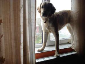 Vand Golden retriever