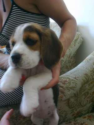 Beagle de vanzare.
