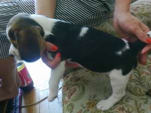 Beagle de vanzare.
