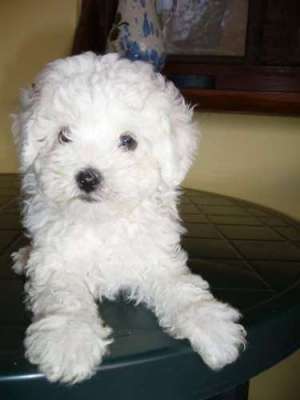 Vand fetite bichon Bolognese  talie mini