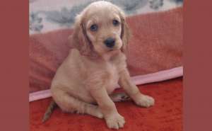 Cocker spaniel
