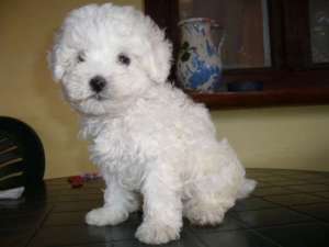 Vand fetite bichon Bolognese  talie mini