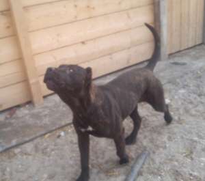 Presa Canario cateii super linie