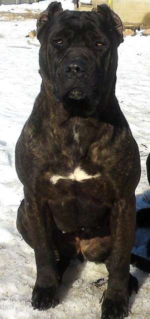 Presa Canario cateii super linie