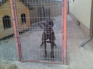 Presa Canario cateii super linie