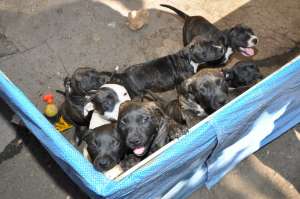 Vand amstaff