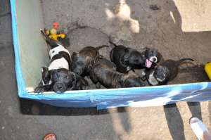 Vand amstaff