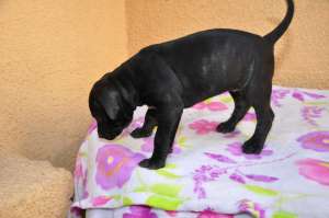Vand amstaff