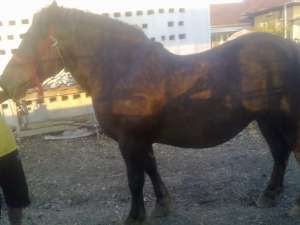 vand IAPA