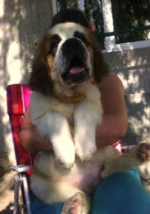 saint bernard originali