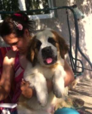 saint bernard originali