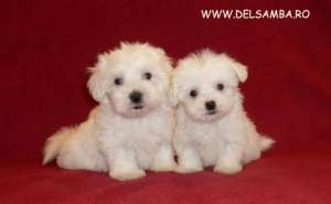 DE VANZARE BICHON MALTESE SI BICHON BOLOGNESE