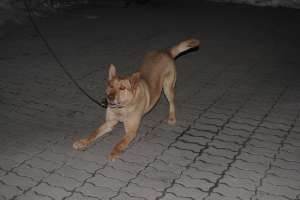 DONEZ CAINE pentru paza