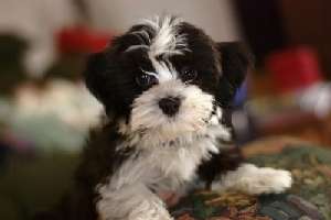 vand bichon maltes pitic