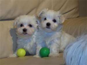 vand bichon maltes pitic