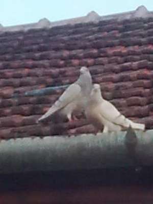 Porumbei postasi de vanzare
