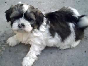 Vand shih-tzu