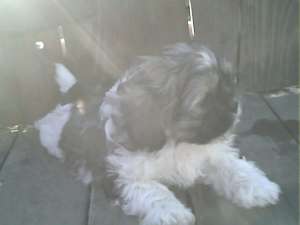Vand shih-tzu
