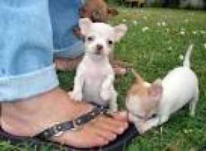 pure chihuahua pui