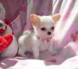 pure chihuahua pui