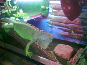 Vand iguana verde