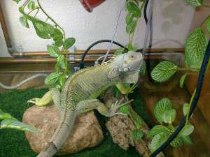 Vand iguana verde