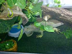 Vand iguana verde