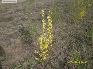Forsythia suspensa - Forsitia
