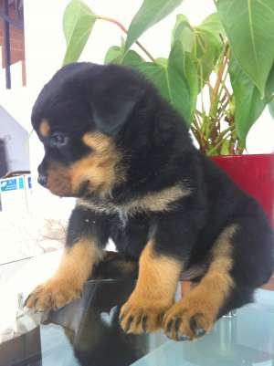 vand catei rottweiler talie mare cu pedigree si microcip