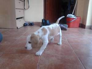 vand beagle