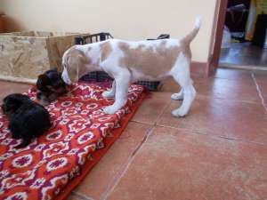 vand beagle