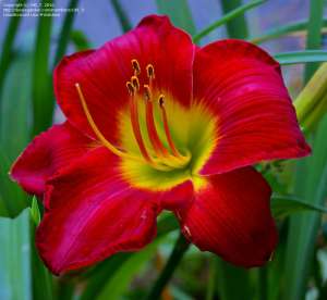 Crin de gradina Hemerocallis Scarlet Orbit - tuberculi
