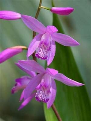 Orhidee Bletilla striata - tuberculi