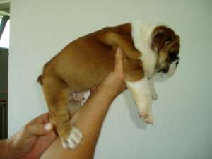 De v�nzare căţeluşi rasa Bulldog englez