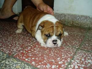 De v�nzare căţeluşi rasa Bulldog englez