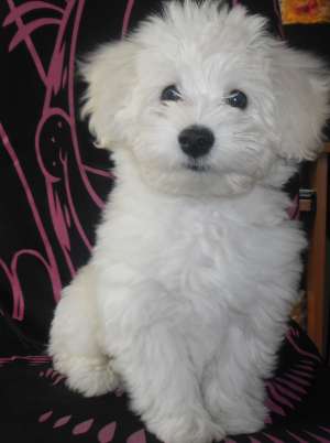 Vand bichon 6 luni