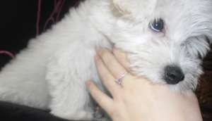 Vand bichon 6 luni