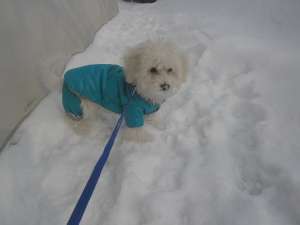 Vand bichon 6 luni