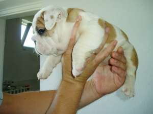 De v�nzare căţeluşi rasa Bulldog englez