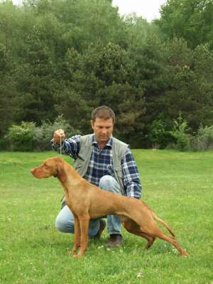 vanm mascul vizsla maghiara