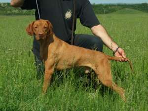 vanm mascul vizsla maghiara