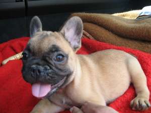 De v�nzare căţeluşi rasa Bulldog francez