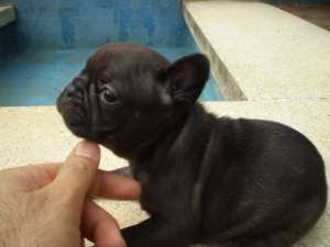 De v�nzare căţeluşi rasa Bulldog francez