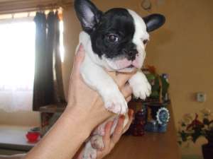 De v�nzare căţeluşi rasa Bulldog francez