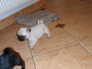 De v�nzare căţeluşi rasa Mops