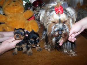 De v�nzare căţeluşi rasa Yorkshire terrier