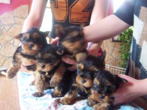 De v�nzare căţeluşi rasa Yorkshire terrier