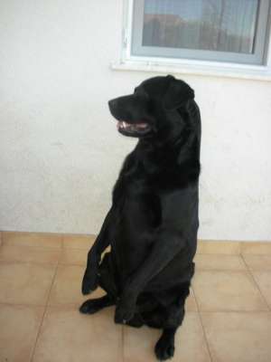 Pui Labrador Retriever