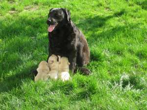 Pui Labrador Retriever