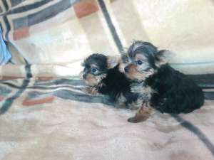 De v�nzare căţeluşi rasa Yorkshire terrier